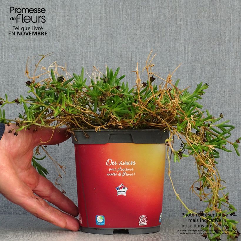 Esemplare di Delosperma Wheels of Wonder Orange Vaso da 2L/3L come consegnato in autunno
