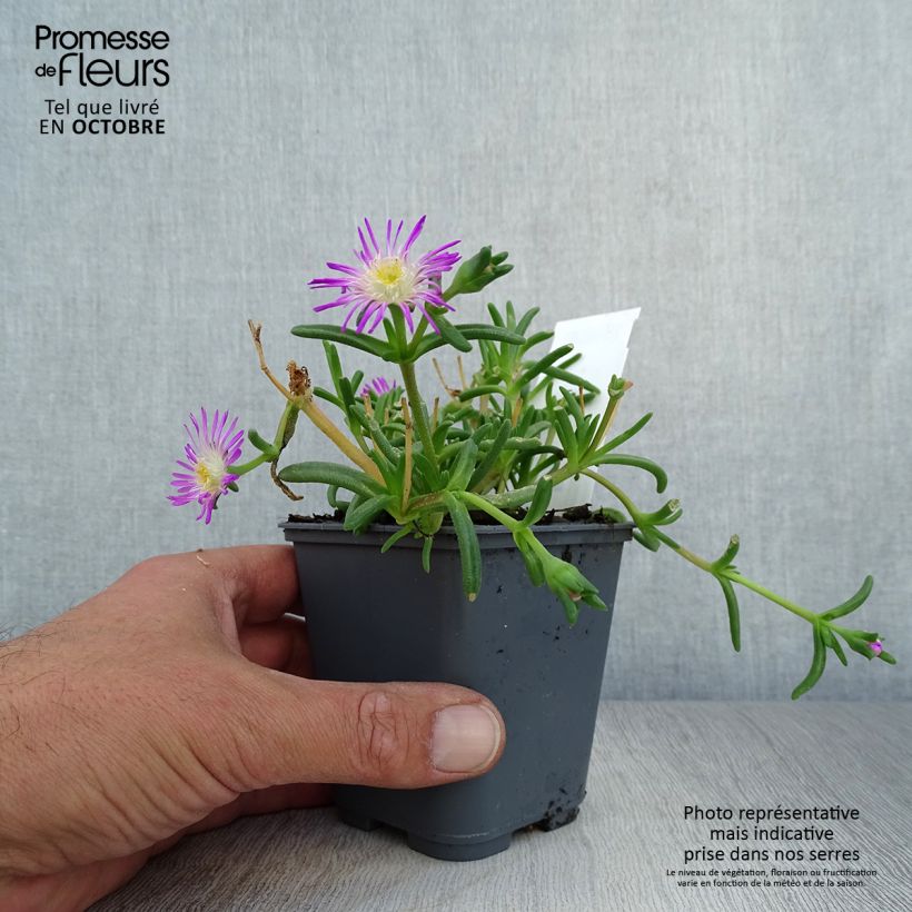 Esemplare di Delosperma Wheels of Wonder Violet Vasetto da 8/9 cm come consegnato in autunno
