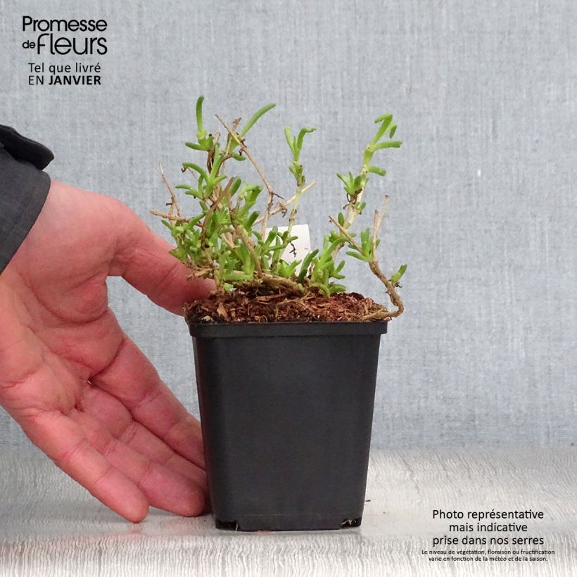 Delosperma Wheels of Wonder Violet Vasetto da 8/9 cm esemplare consegnato in inverno