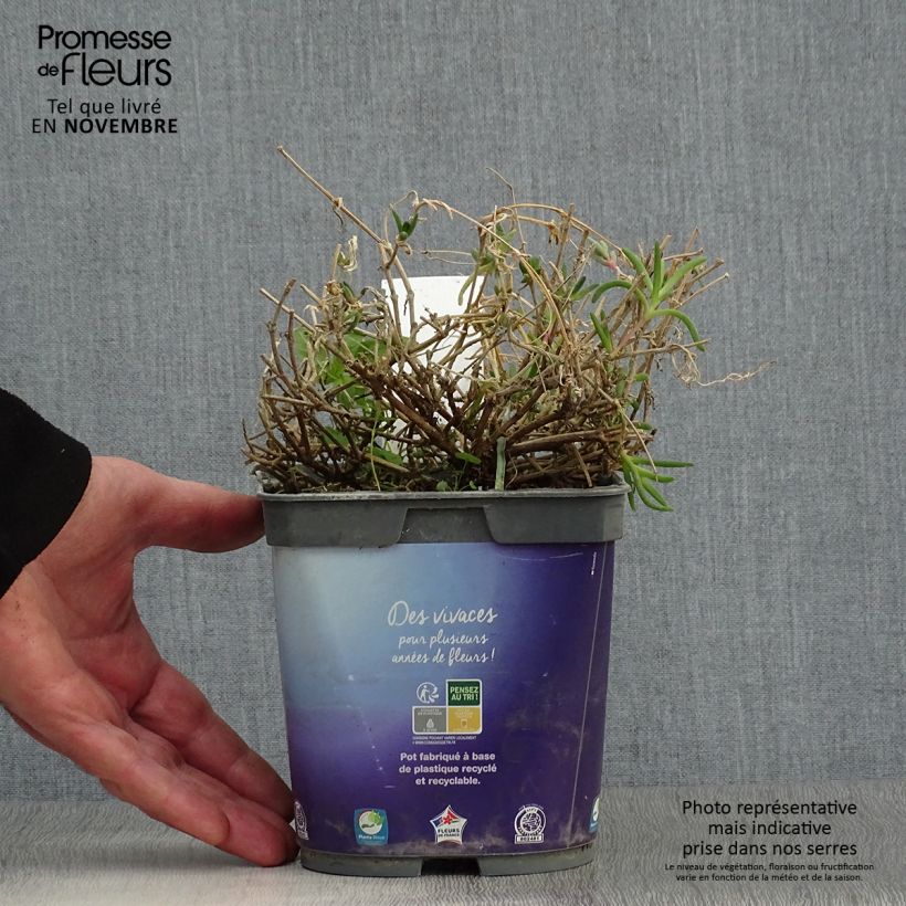 Esemplare di Delosperma Wheels of Wonder Violet Vaso da 2L/3L come consegnato in autunno