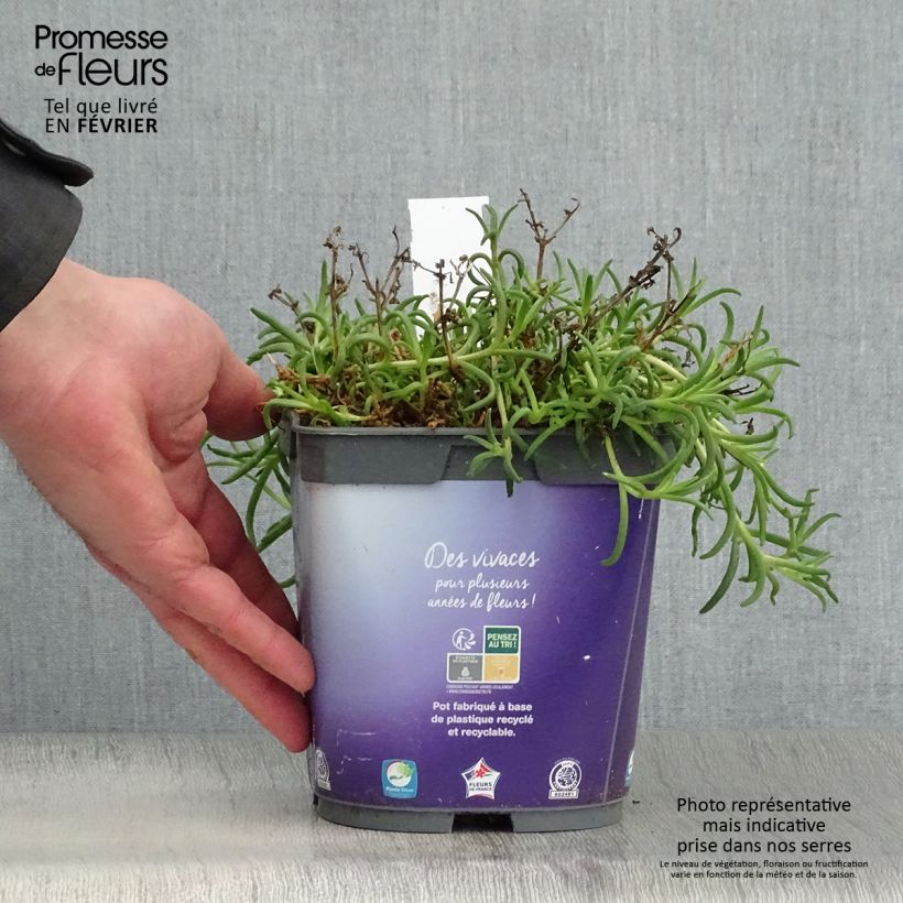 Delosperma Wheels of Wonder Violet Vaso da 2L/3L esemplare consegnato in inverno
