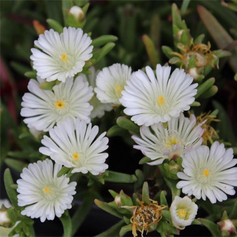 Delosperma Wheels of Wonder White (Fioritura)