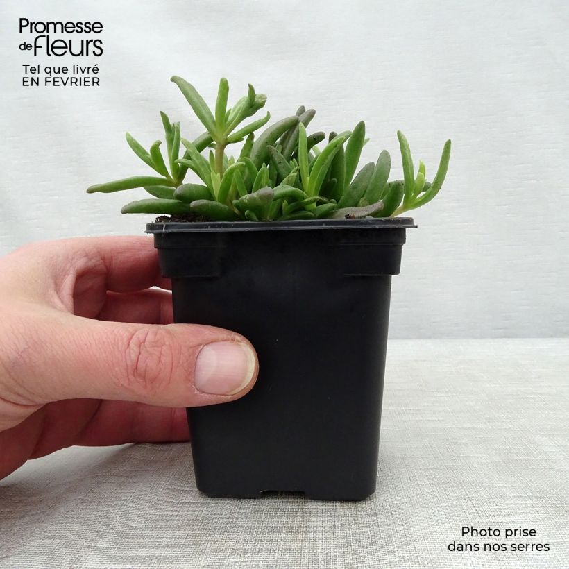 Delosperma Wheels of Wonder White Vasetto da 7/8 cm esemplare consegnato in inverno