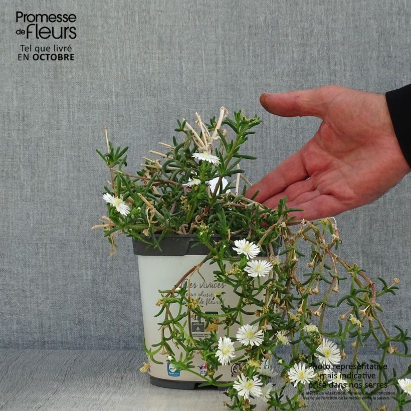 Esemplare di Delosperma Wheels of Wonder White Vaso da 2L/3L come consegnato in autunno
