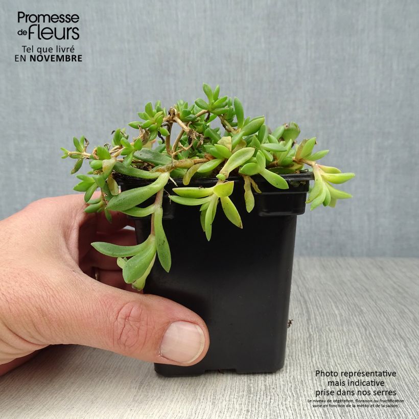 Esemplare di Delosperma cooperi Vasetto da 7/8 cm come consegnato in autunno