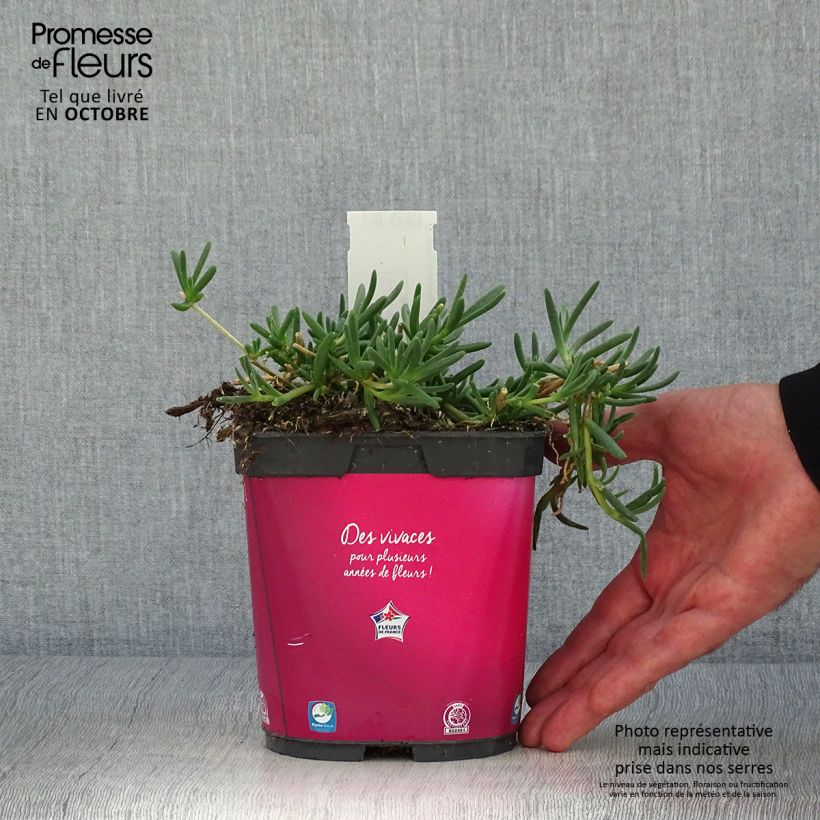 Esemplare di Delosperma cooperi Vaso da 2L/3L come consegnato in autunno
