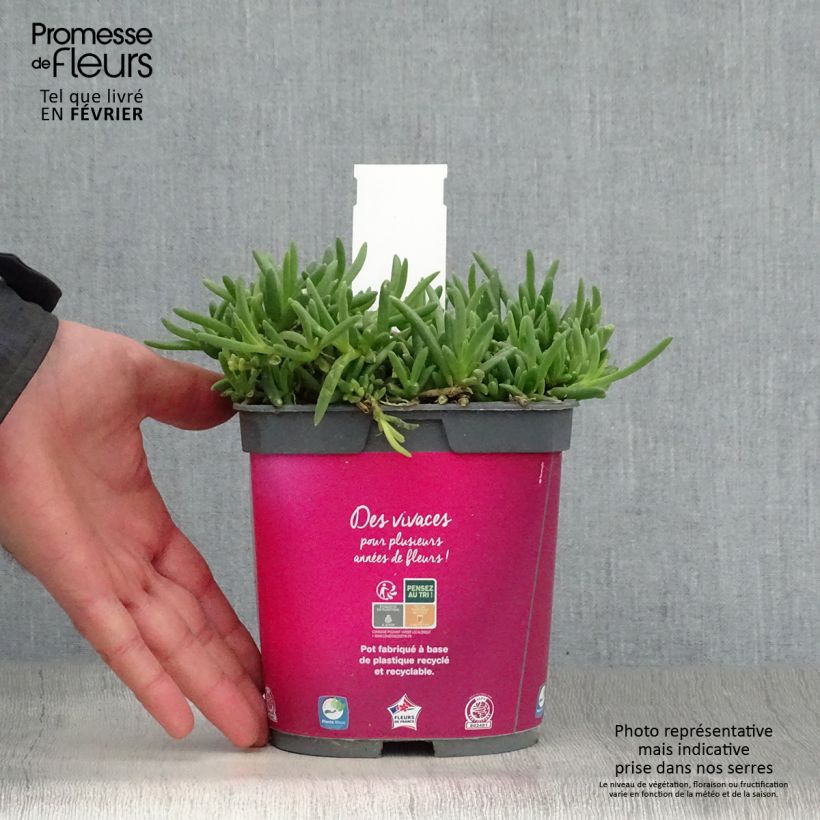 Delosperma cooperi Vaso da 2L/3L esemplare consegnato in inverno