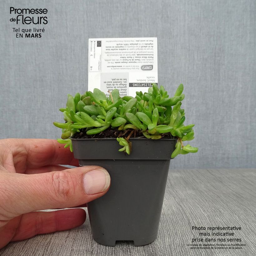 Delosperma lineare Vasetto da 8/9 cm esemplare consegnato in primavera