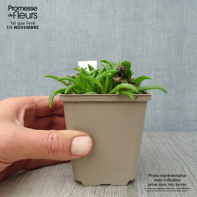 Esemplare di Delosperma sutherlandii Vasetto da 8/9 cm come consegnato in autunno