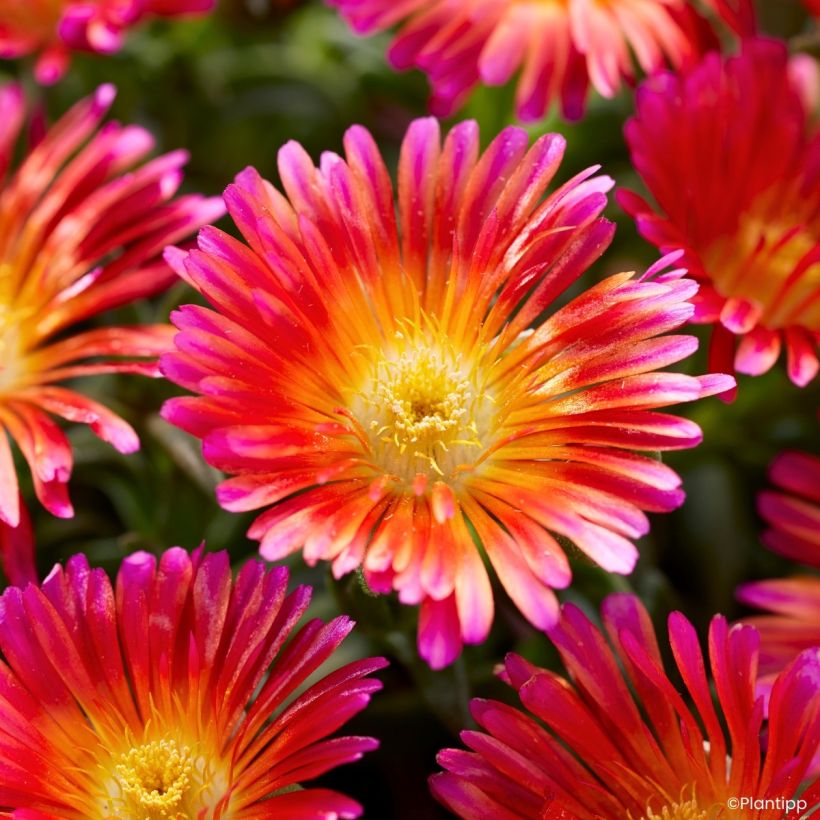 Delosperma Ocean Sunset Orange Glow (Fioritura)