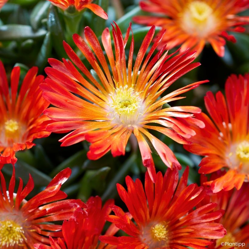 Delosperma Ocean Sunset Orange Vibe (Fioritura)