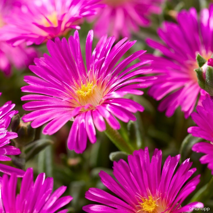Delosperma Ocean Sunset Violet (Fioritura)
