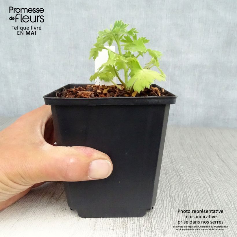 Delphinium Pacific-hybrid Crystal Delight - Speronella Vaso da Ø 10 cm/11 cm esemplare consegnato in primavera