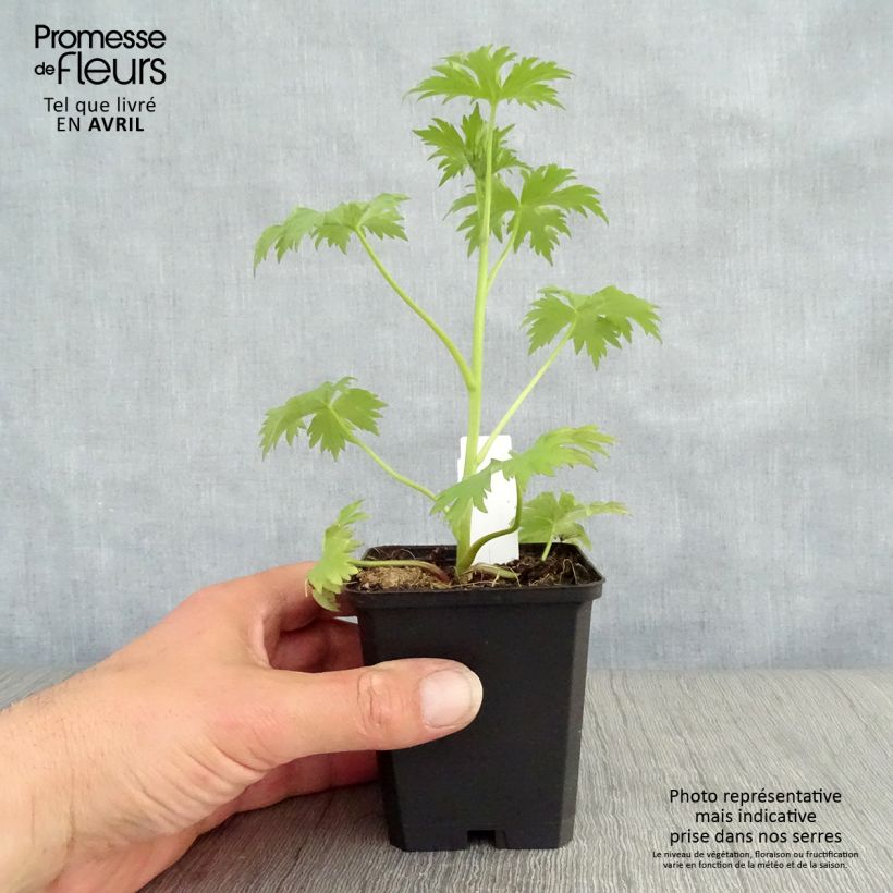 Delphinium Pacific-hybrid Magic Fountain Dark Blue-Black Bee - Speronella Vasetto da 8/9 cm esemplare consegnato in primavera