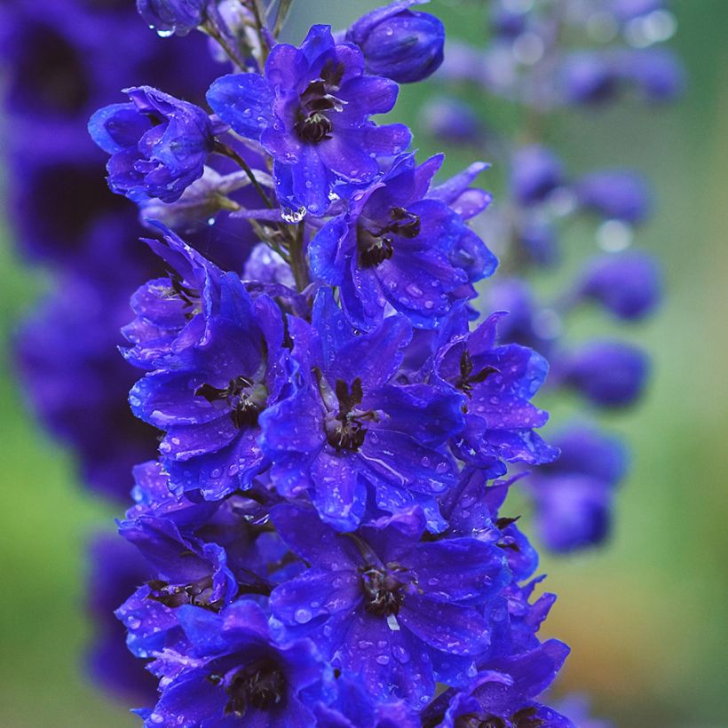 Delphinium Pacific-hybrid Magic Fountain Dark Blue-Black Bee - Speronella (Fioritura)