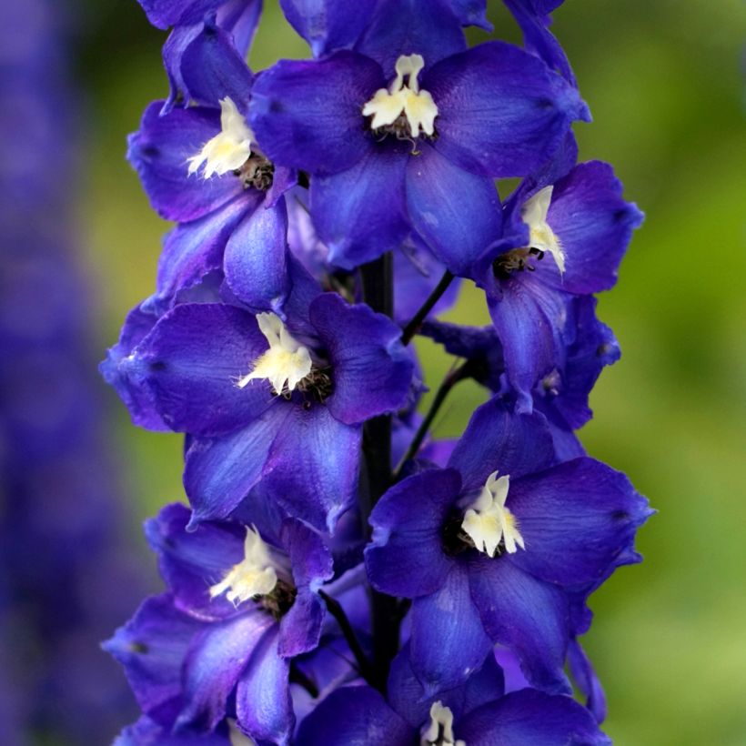 Delphinium Pacific-hybrid Magic Fountain Dark Blue-White Be - Speronella (Fioritura)