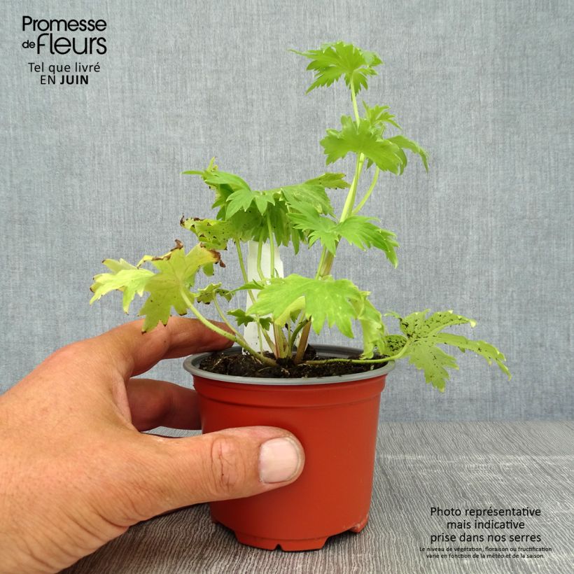 Esemplare di Delphinium Pacific-hybrid Deep Rose-White Bee - Speronella Vasetto da 8/9 cm consegnato in estate