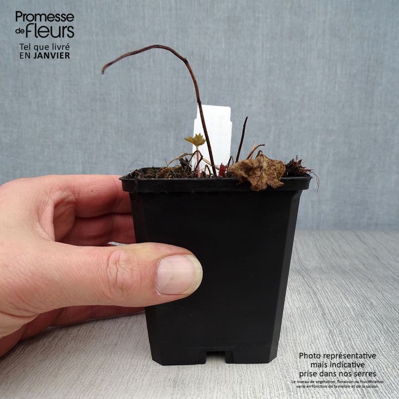 Delphinium Pacific-hybrid Deep Rose-White Bee - Speronella Vasetto da 8/9 cm esemplare consegnato in inverno