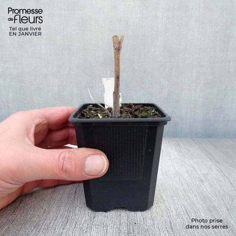Delphinium elatum Highlander Bolero - Speronella elevata Vasetto da 8/9 cm esemplare consegnato in inverno