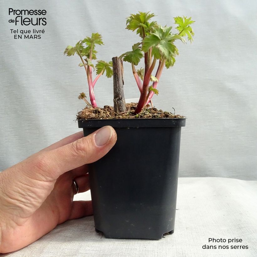 Delphinium elatum Highlander Cha Cha - Speronella elevata Vasetto da 8/9 cm esemplare consegnato in inverno