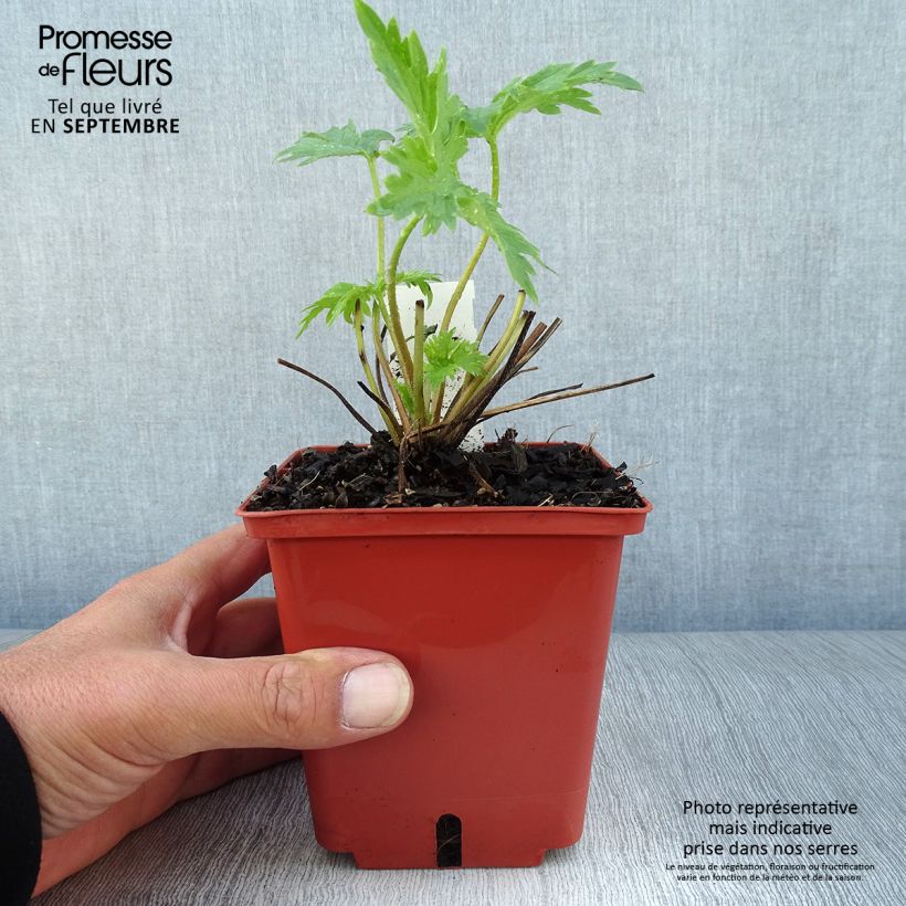 Esemplare di Delphinium elatum Highlander Cha Cha - Speronella elevata Vaso da 1L/1,5L come consegnato in autunno