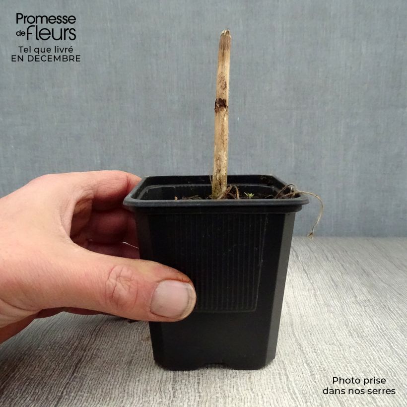Delphinium elatum Highlander Flamenco - Speronella elevata Vasetto da 8/9 cm esemplare consegnato in inverno