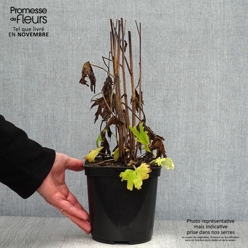 Esemplare di Delphinium elatum Highlander Flamenco - Speronella elevata Vaso da 2L/3L come consegnato in autunno