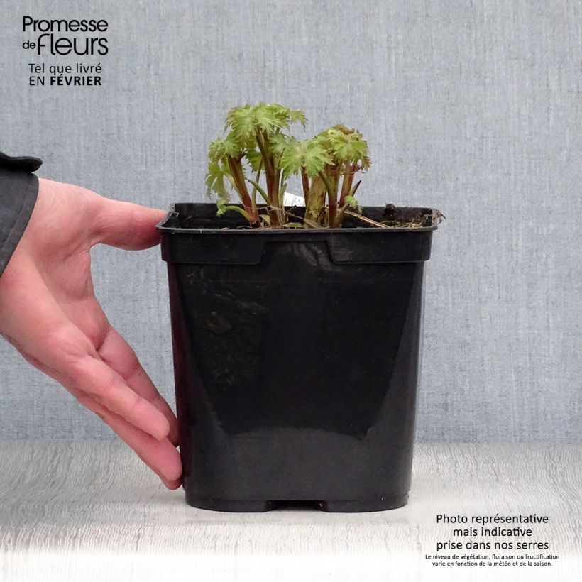 Delphinium elatum Highlander Flamenco - Speronella elevata Vaso da 2L/3L esemplare consegnato in inverno