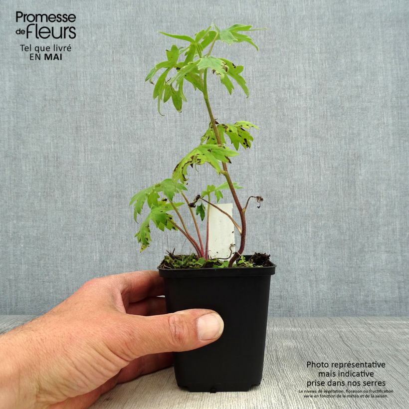 Delphinium elatum Highlander Samba - Speronella elevata Vasetto da 8/9 cm esemplare consegnato in primavera