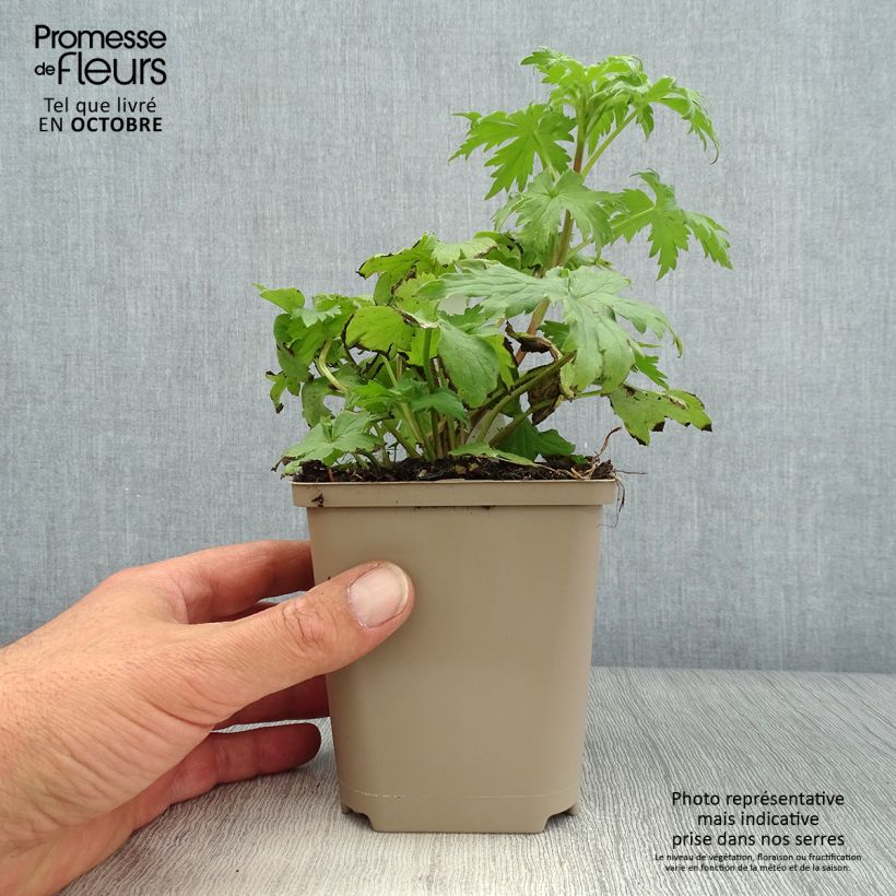 Esemplare di Delphinium elatum Highlander Samba - Speronella elevata Vasetto da 8/9 cm come consegnato in autunno