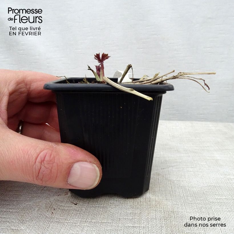 Delphinium elatum Highlander Sweet Sensation - Speronella elevata Vasetto da 8/9 cm esemplare consegnato in inverno