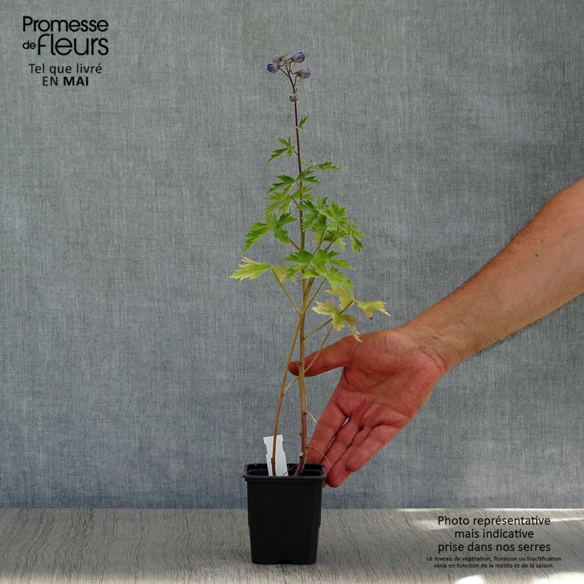 Delphinium elatum Highlander Sweet Sensation - Speronella elevata Vasetto da 8/9 cm esemplare consegnato in primavera
