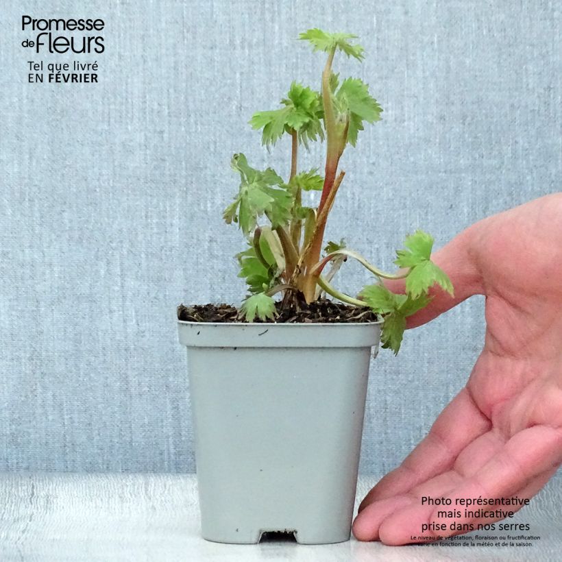 Delphinium Pacific-hybrid Astolat - Speronella Vasetto da 8/9 cm esemplare consegnato in inverno