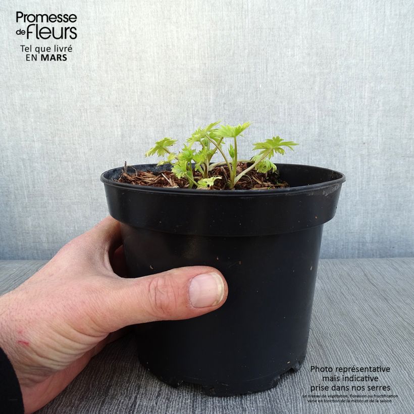 Delphinium Pacific-hybrid Astolat - Speronella Vaso da 2L/3L esemplare consegnato in inverno