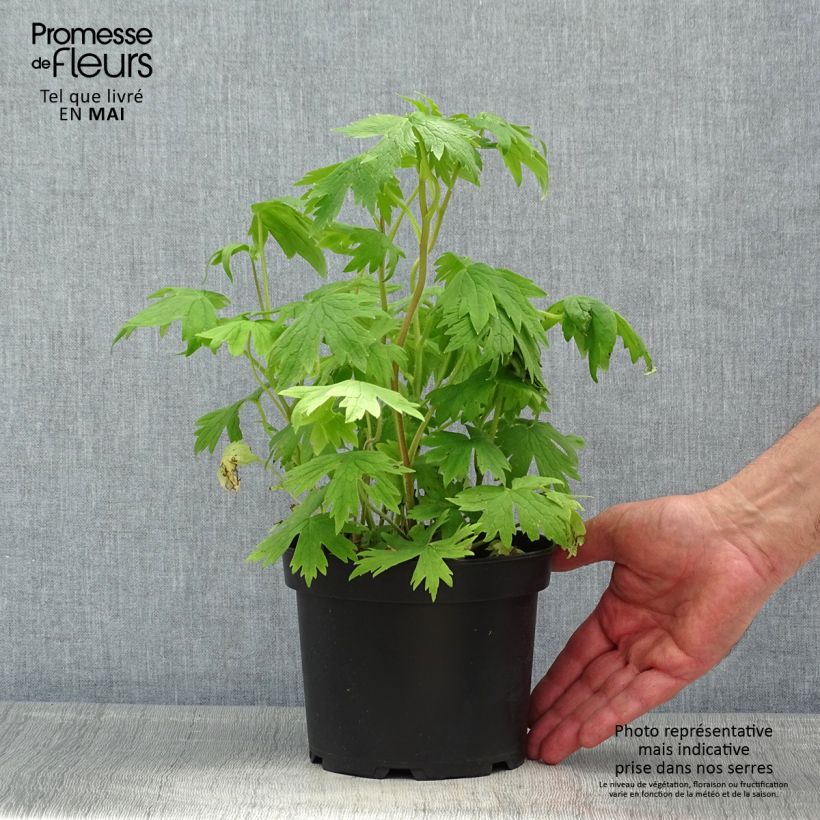 Delphinium Pacific-hybrid Astolat - Speronella Vaso da 2L/3L esemplare consegnato in primavera