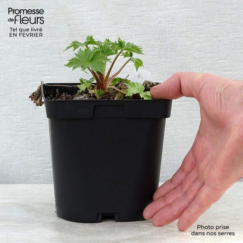 Delphinium Pacific-hybrid Black Knight - Speronella Vaso da 2L/3L esemplare consegnato in inverno