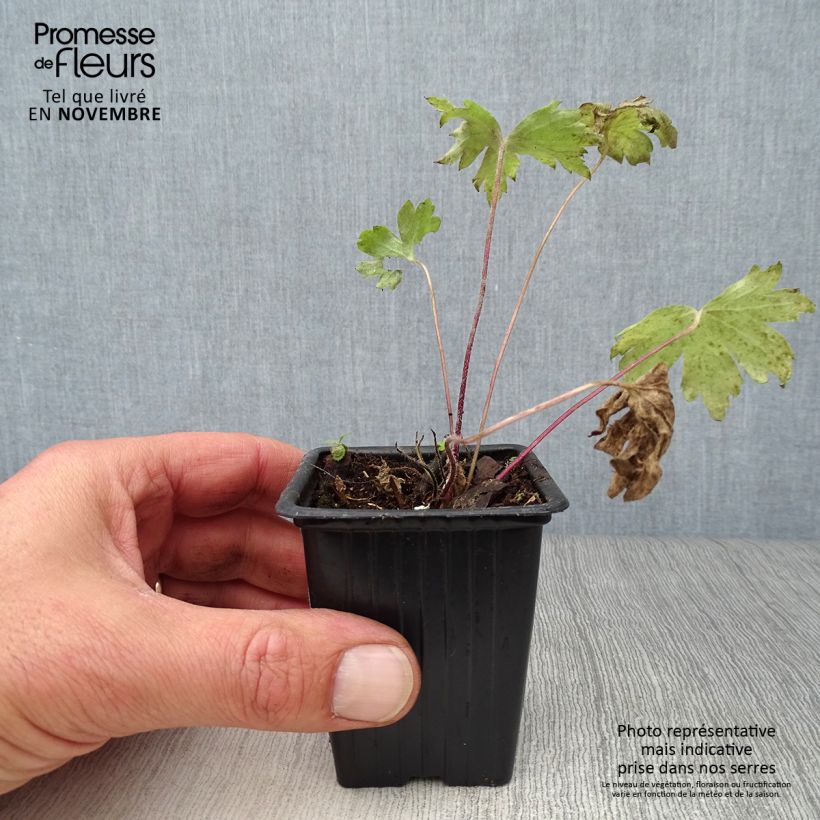 Esemplare di Delphinium Pacific-hybrid Black Knight - Speronella Vasetto da 7/8 cm come consegnato in autunno