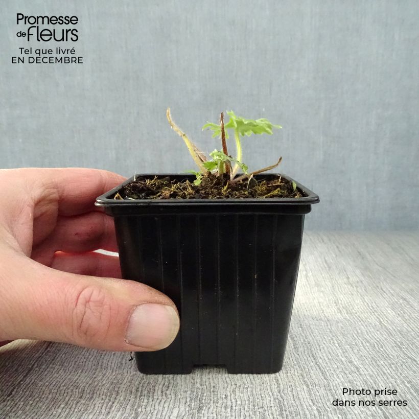 Delphinium Pacific-hybrid Blue Biird - Speronella Vasetto da 7/8 cm esemplare consegnato in inverno