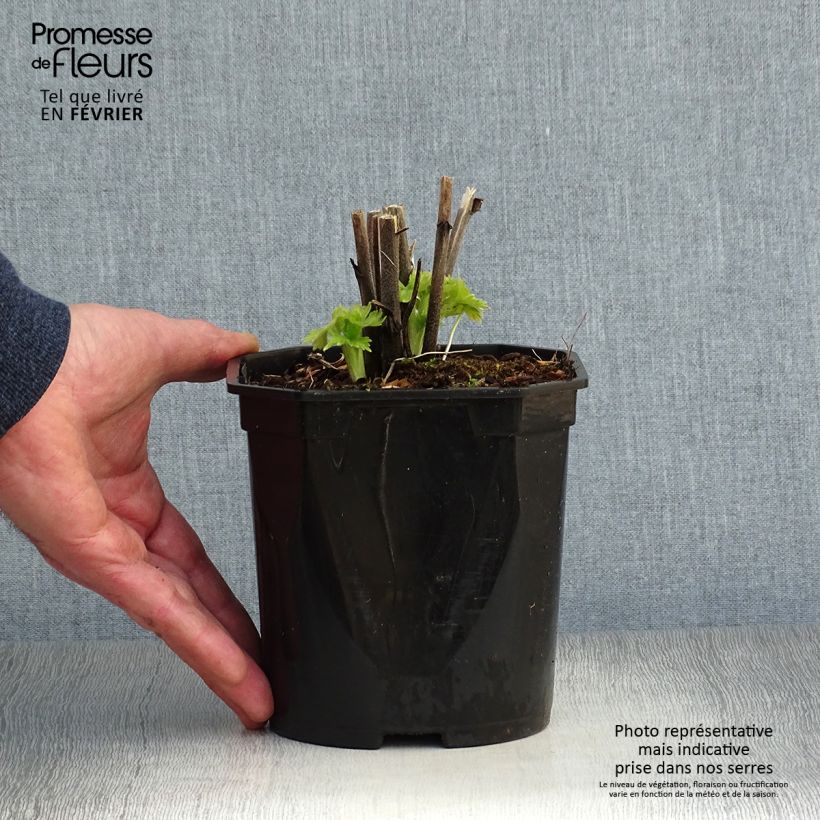 Delphinium Pacific-hybrid Blue Biird - Speronella Vaso da 2L/3L esemplare consegnato in inverno