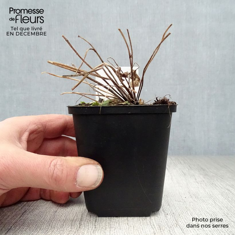 Delphinium Pacific-hybrid Blue Jay - Speronella Vasetto da 7/8 cm esemplare consegnato in inverno