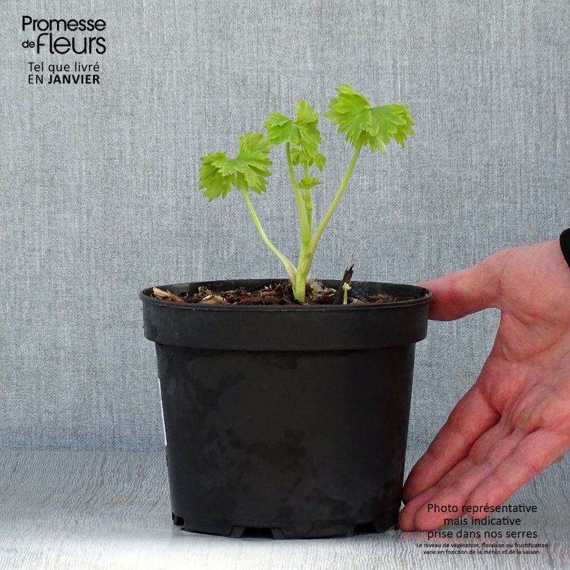 Delphinium Pacific-hybrid Blue Jay - Speronella Vaso da 2L/3L esemplare consegnato in inverno