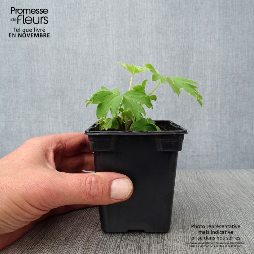 Esemplare di Delphinium Pacific-hybrid Blue Jay - Speronella Vasetto da 7/8 cm come consegnato in autunno
