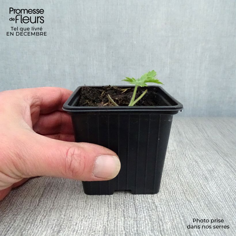 Delphinium Pacific-hybrid Galahad - Speronella Vasetto da 7/8 cm esemplare consegnato in inverno