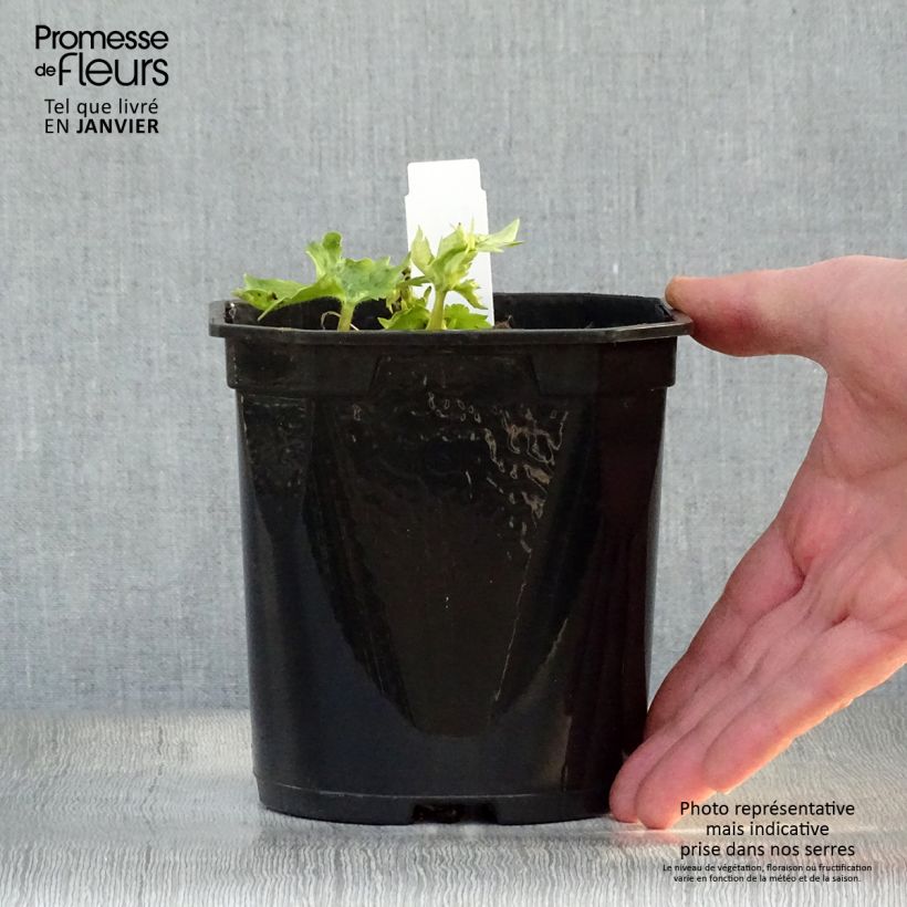 Delphinium Pacific-hybrid Galahad - Speronella Vaso da 2L/3L esemplare consegnato in inverno