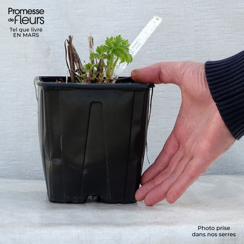 Delphinium Pacific-hybrid Galahad - Speronella Vaso da 2L/3L esemplare consegnato in primavera