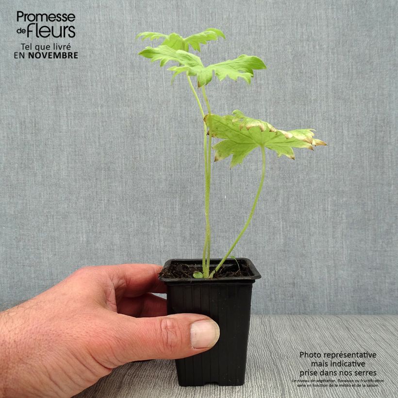 Esemplare di Delphinium Pacific-hybrid Galahad - Speronella Vasetto da 7/8 cm come consegnato in autunno
