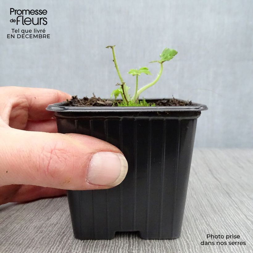 Delphinium Pacific-hybrid Guinevere - Speronella Vasetto da 7/8 cm esemplare consegnato in inverno