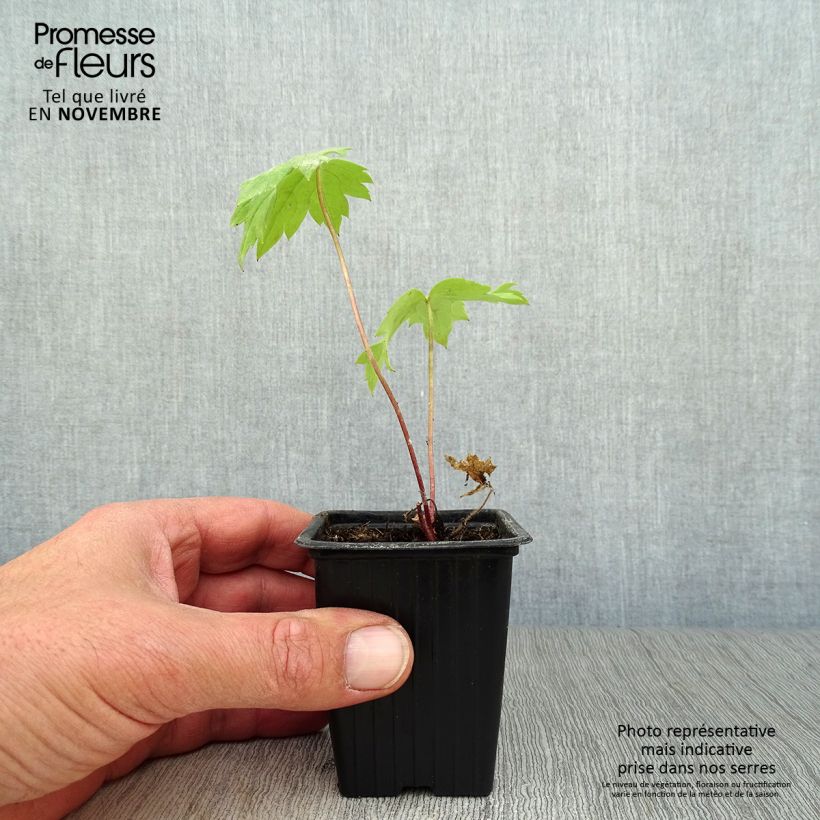 Esemplare di Delphinium Pacific-hybrid Guinevere - Speronella Vasetto da 7/8 cm come consegnato in autunno