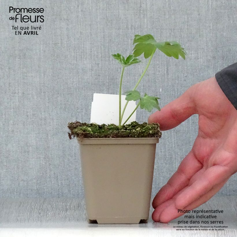 Delphinium Pacific-hybrid Guinevere - Speronella Vasetto da 7/8 cm esemplare consegnato in primavera
