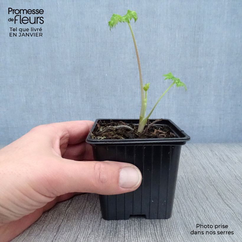 Delphinium Pacific-hybrid King Arthur - Speronella Vasetto da 7/8 cm esemplare consegnato in inverno